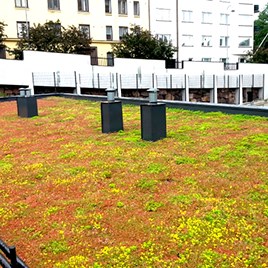 Nordic Green Roof -maksaruohokatto
